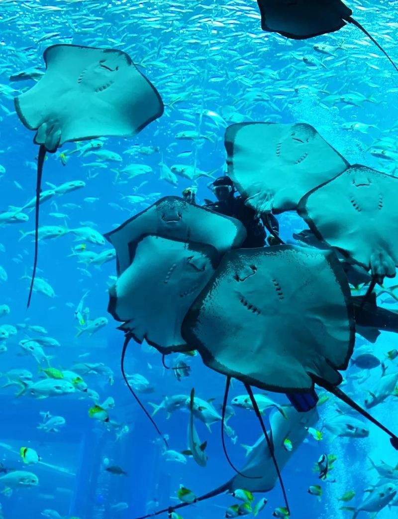 衢州水族館，開雙翼如同水下芭蕾演員衢州海洋生物觀賞體驗江山碧月水族館 衢州水族館，開雙翼如同水下芭蕾演員衢州海洋生物觀賞體驗江山碧月水族館 全國水族館企業名錄 第10張