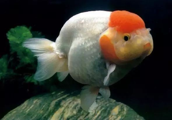 魚炸鱗了一般活不了嗎，魚炸鱗后的存活情況 魚炸鱗了一般活不了嗎，魚炸鱗后的存活情況 龍魚百科 第1張