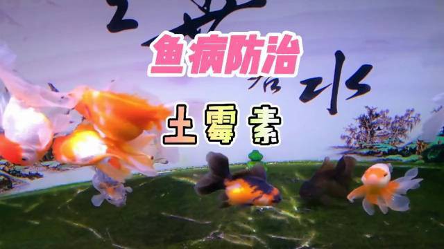 如何正確給龍魚使用土霉素？，土霉素的正確使用方法