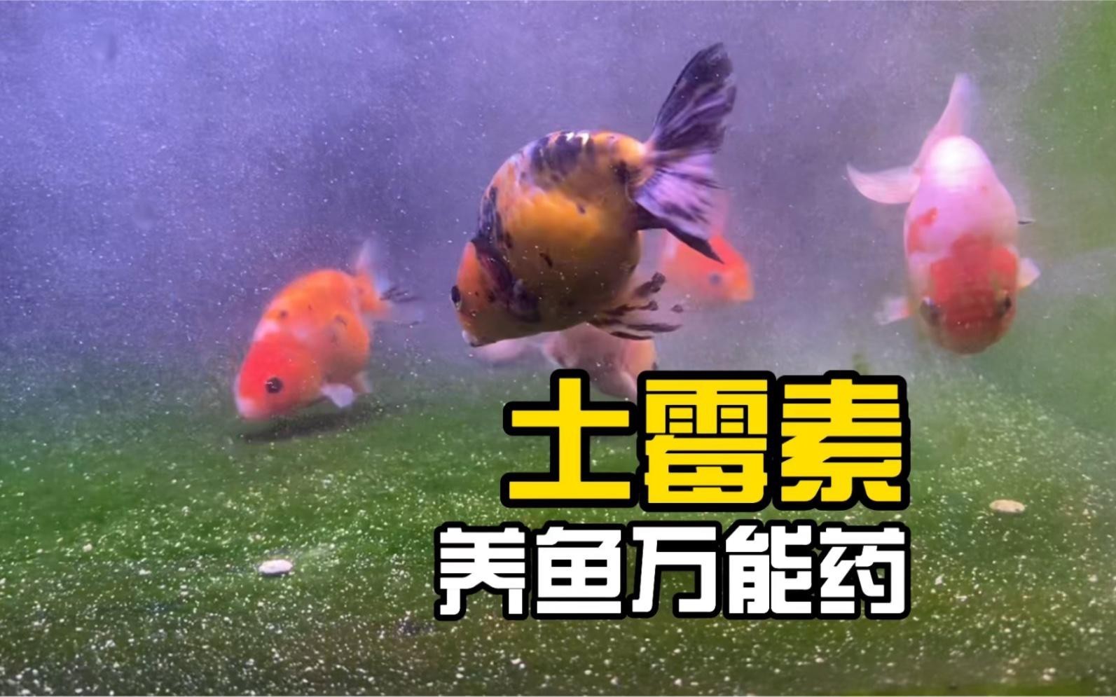 如何正確給龍魚使用土霉素？，土霉素的正確使用方法