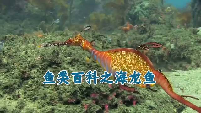 如何區分海中龍魚的品種？，如何區分不同品種的龍魚？ 如何區分海中龍魚的品種？，如何區分不同品種的龍魚？ 龍魚論壇