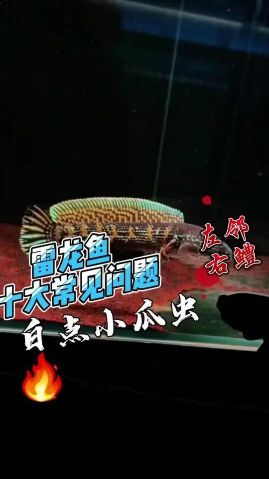 如何判斷雷龍魚眼睛白點的嚴重程度？，雷龍魚十大常見問題之白點白點高發期到了，打開加熱棒吧