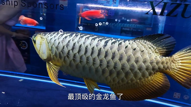 冠軍金龍魚的價格是多少？，冠軍金龍魚價格揭秘 冠軍金龍魚的價格是多少？，冠軍金龍魚價格揭秘 龍魚百科 第2張