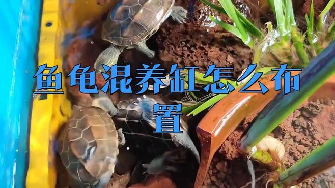 如何設置龍魚和龜的混養環境？，龍魚和龜的混養環境設置