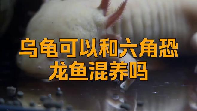 如何設置龍魚和龜的混養環境？，龍魚和龜的混養環境設置