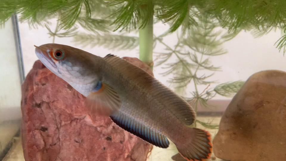 如何判斷雷龍魚(yú)是否發(fā)色？，判斷雷龍魚(yú)是否發(fā)色需結(jié)合外觀特征、生長(zhǎng)階段及環(huán)境因素綜合觀察 如何判斷雷龍魚(yú)是否發(fā)色？，判斷雷龍魚(yú)是否發(fā)色需結(jié)合外觀特征、生長(zhǎng)階段及環(huán)境因素綜合觀察 龍魚(yú)論壇 第1張