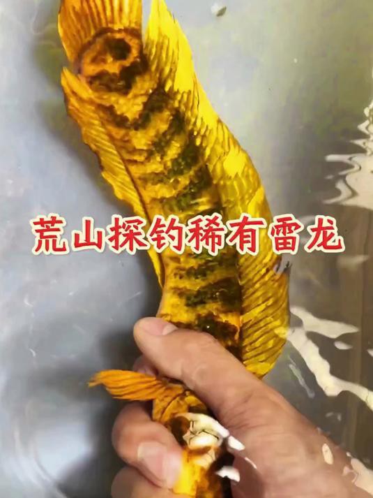 如何判斷雷龍魚(yú)是否發(fā)色？，判斷雷龍魚(yú)是否發(fā)色需結(jié)合外觀特征、生長(zhǎng)階段及環(huán)境因素綜合觀察 如何判斷雷龍魚(yú)是否發(fā)色？，判斷雷龍魚(yú)是否發(fā)色需結(jié)合外觀特征、生長(zhǎng)階段及環(huán)境因素綜合觀察 龍魚(yú)論壇 第2張