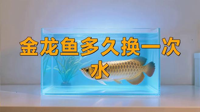 如何保持過背金龍魚的水質穩定？，金龍魚換水頻率大揭秘
