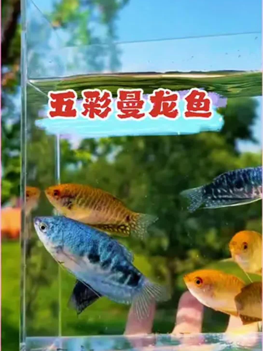 曼龍魚好養(yǎng)嗎，曼龍魚是一種相對(duì)容易飼養(yǎng)的小型觀賞魚