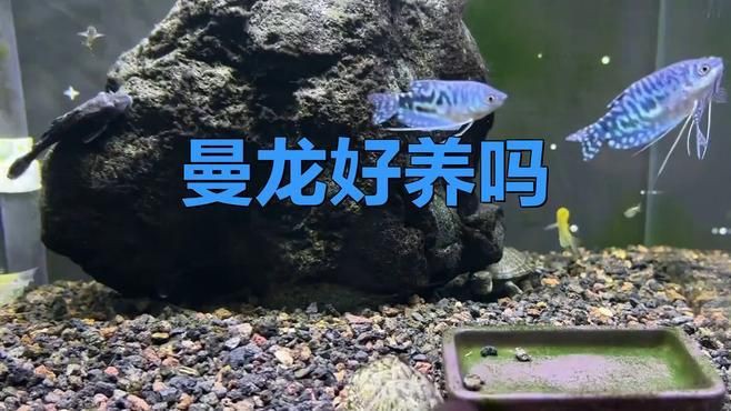 曼龍魚好養(yǎng)嗎，曼龍魚是一種相對(duì)容易飼養(yǎng)的小型觀賞魚