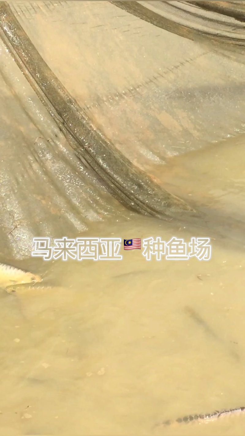 哪里可以購買到純種金頭金龍？，如何判斷金頭金龍魚的純度？