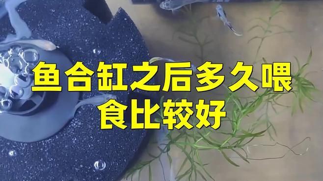 新魚和老魚合缸后多久可以喂食？，新魚和老魚合缸后多久可以喂食