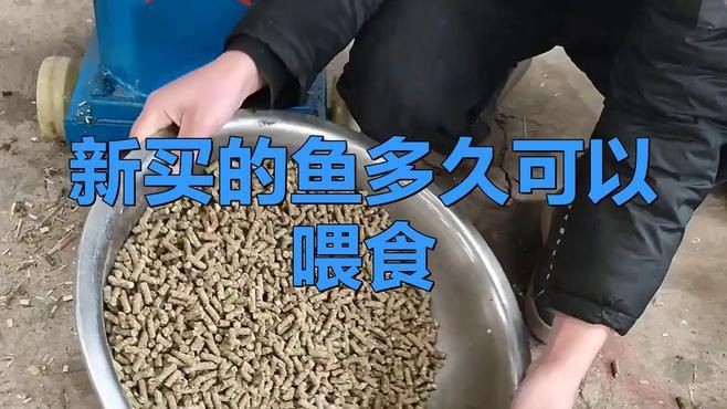 新魚和老魚合缸后多久可以喂食？，新魚和老魚合缸后多久可以喂食