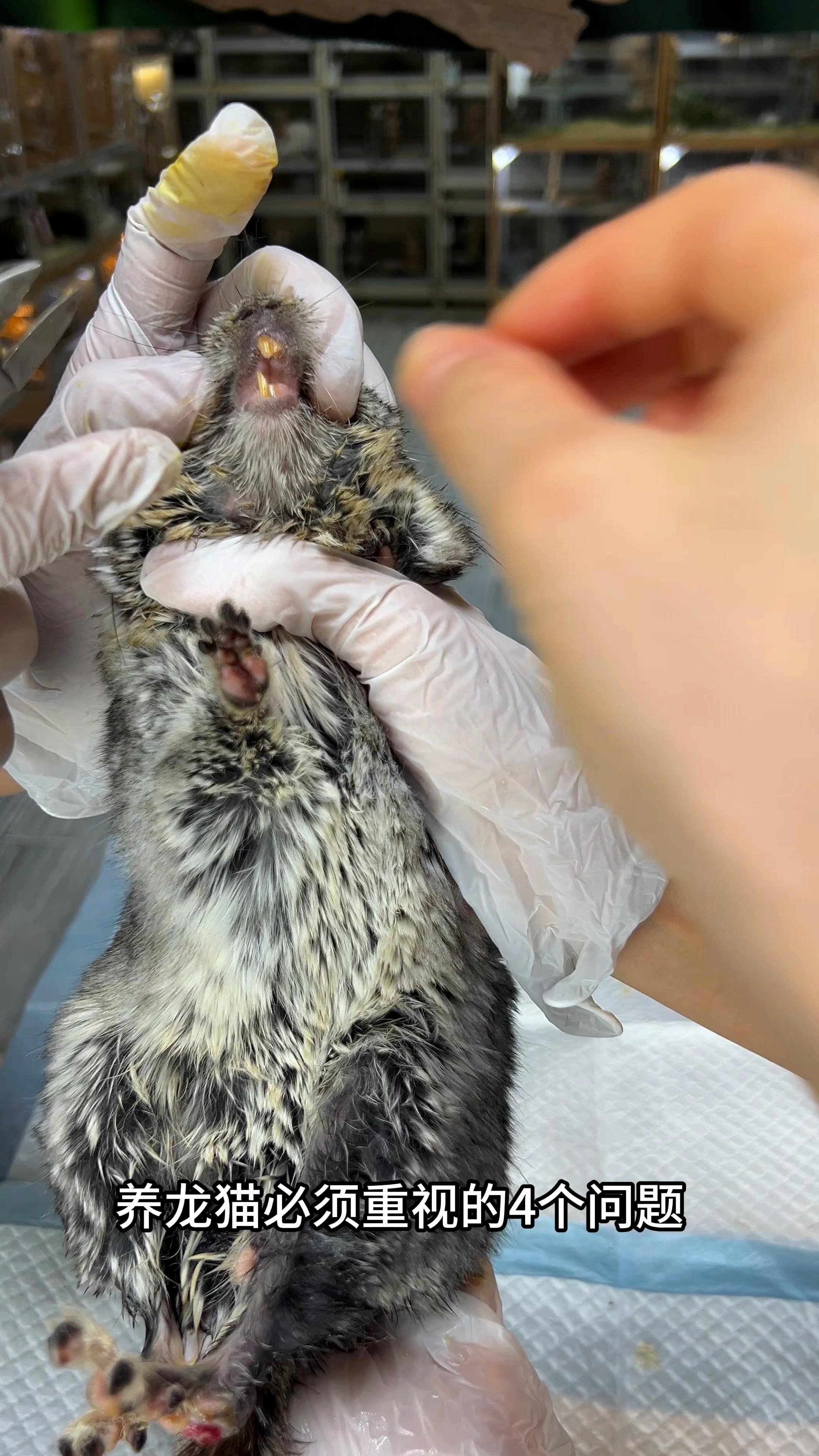 如何科學地飼養龍貓？，《如何科學地飼養龍貓》 如何科學地飼養龍貓？，《如何科學地飼養龍貓》 龍魚論壇 第9張