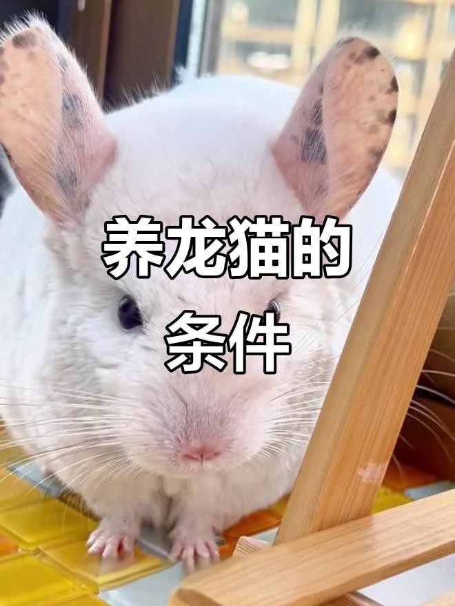 如何科學地飼養龍貓？，《如何科學地飼養龍貓》 如何科學地飼養龍貓？，《如何科學地飼養龍貓》 龍魚論壇 第7張