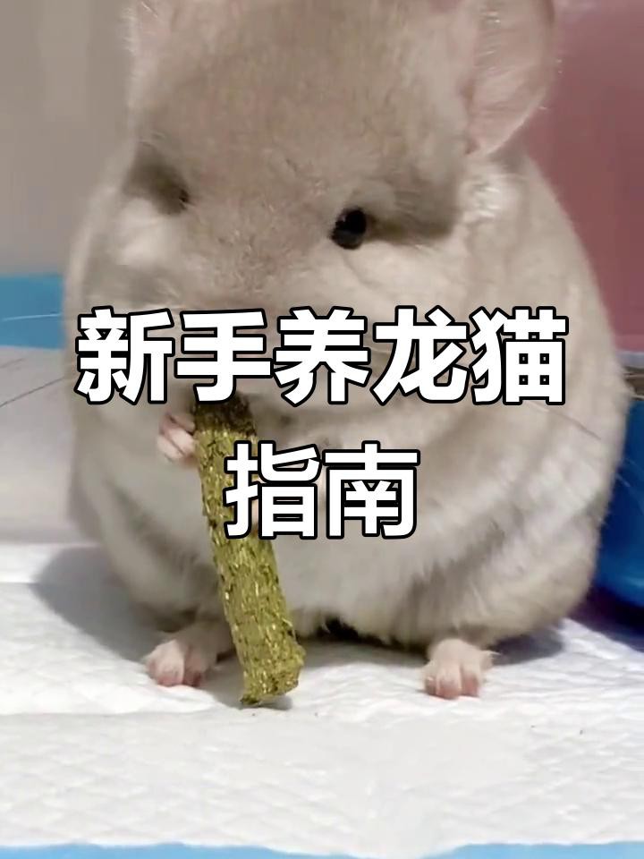 如何科學地飼養龍貓？，《如何科學地飼養龍貓》 如何科學地飼養龍貓？，《如何科學地飼養龍貓》 龍魚論壇 第5張