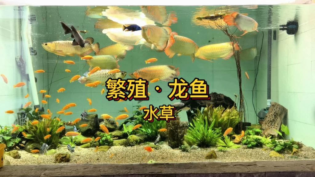 如何種草養魚作為龍魚飼料？，如何充當龍魚飼料