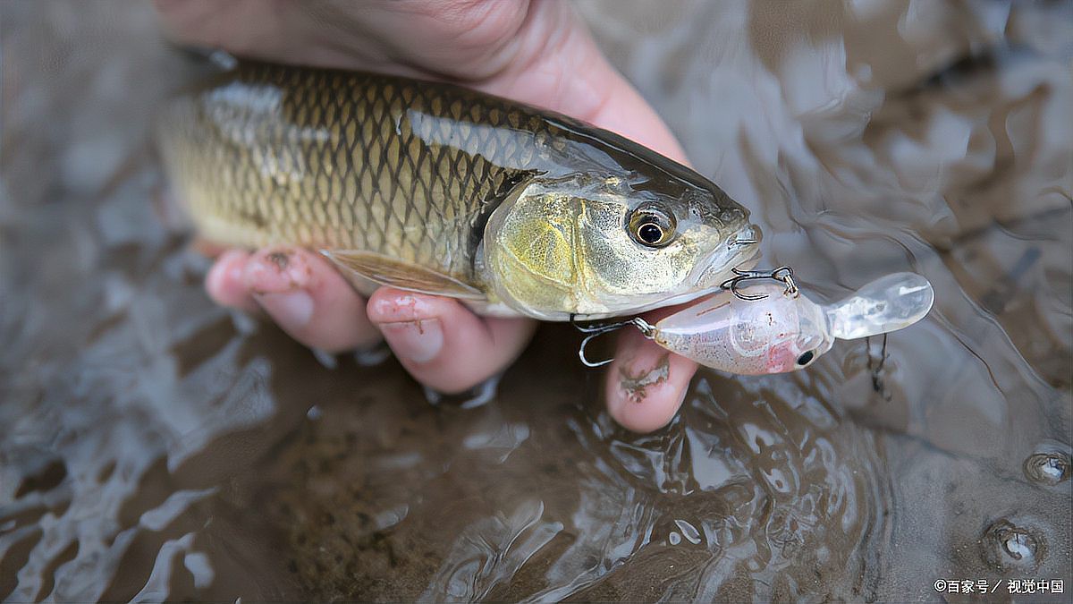 如何種草養魚作為龍魚飼料？，如何充當龍魚飼料