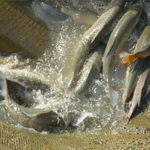 如何種草養魚作為龍魚飼料？，如何充當龍魚飼料