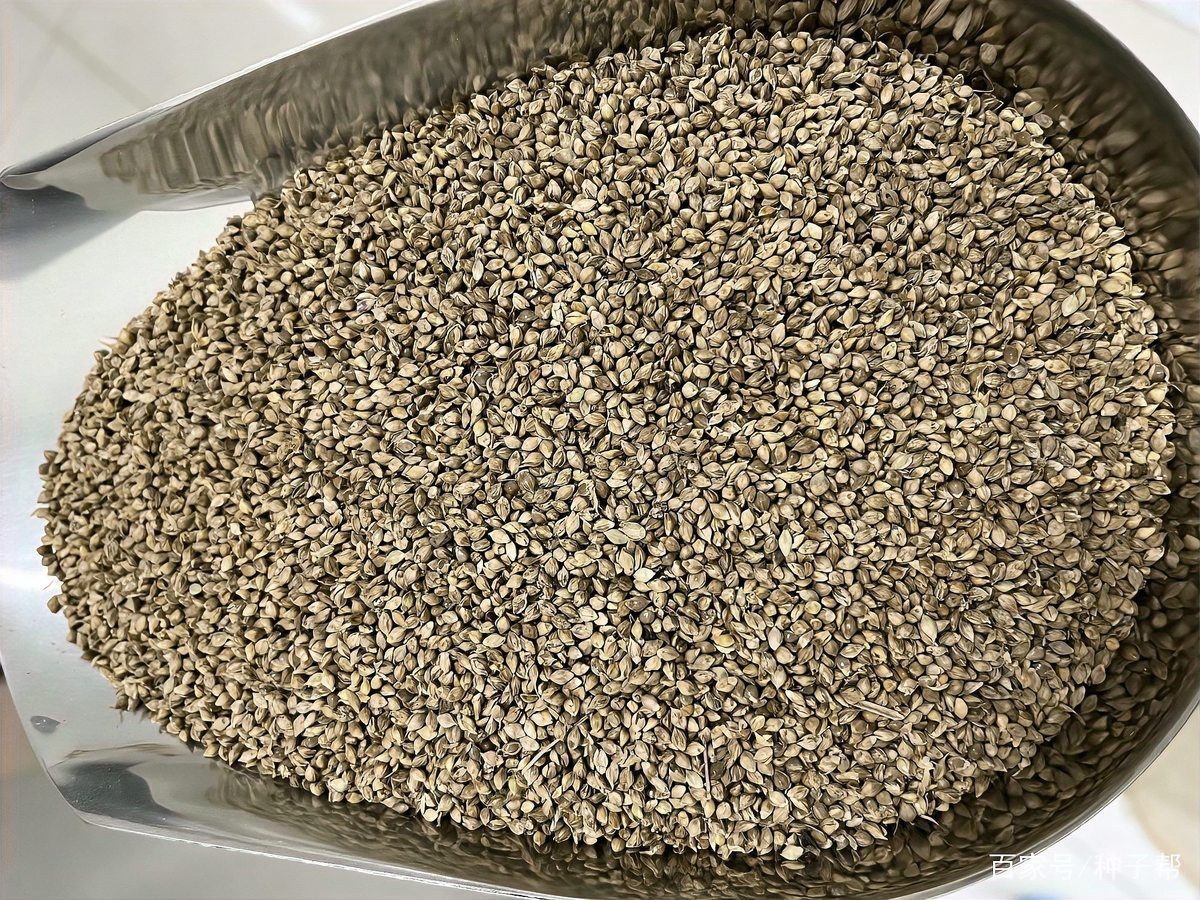 如何種草養魚作為龍魚飼料？，如何充當龍魚飼料