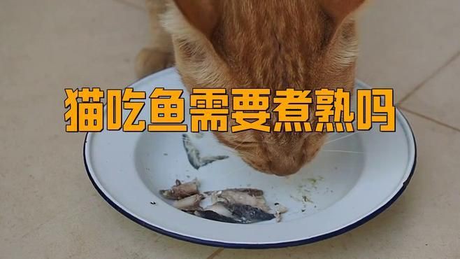 貓吃生魚好還是熟魚好，貓吃活魚好還是熟魚好