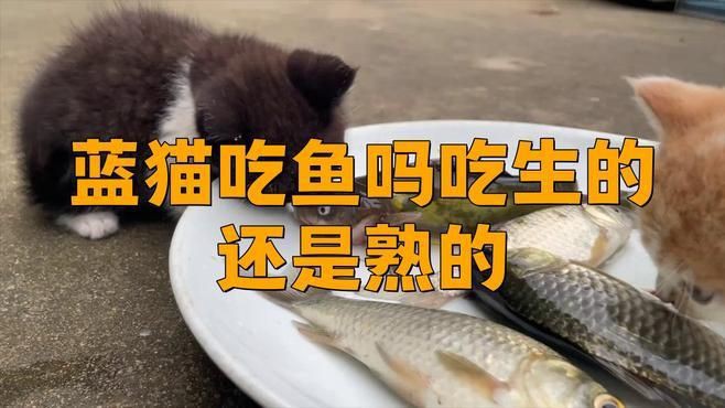 貓吃生魚好還是熟魚好，貓吃活魚好還是熟魚好 貓吃生魚好還是熟魚好，貓吃活魚好還是熟魚好 龍魚百科 第5張