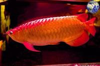 印尼紅龍的價格范圍是多少，印尼紅龍魚價格為何堪比保時捷心靈的游樂場一條4斤的觀賞魚