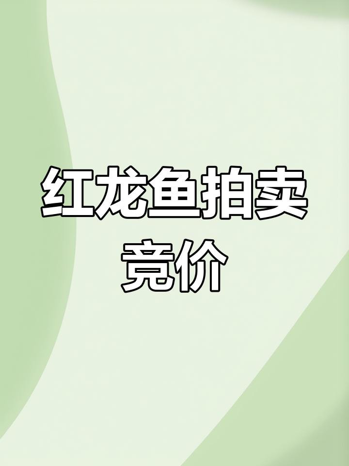 印尼紅龍的價格范圍是多少，印尼紅龍魚價格為何堪比保時捷心靈的游樂場一條4斤的觀賞魚