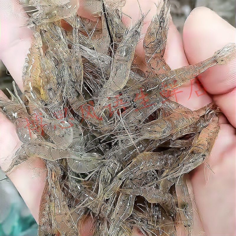 寧河龍魚店，天津寧河地區有哪些知名的龍魚店？