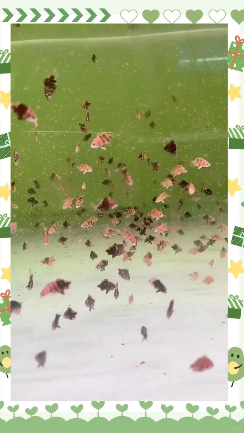 三紋虎魚苗怎么喂養，三紋虎魚苗喂養全攻略