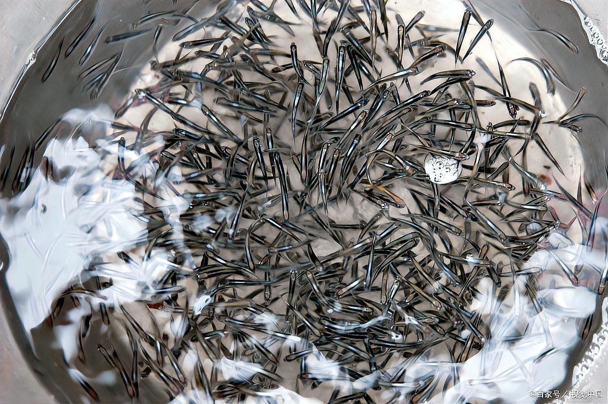 三紋虎魚苗怎么喂養，三紋虎魚苗喂養全攻略