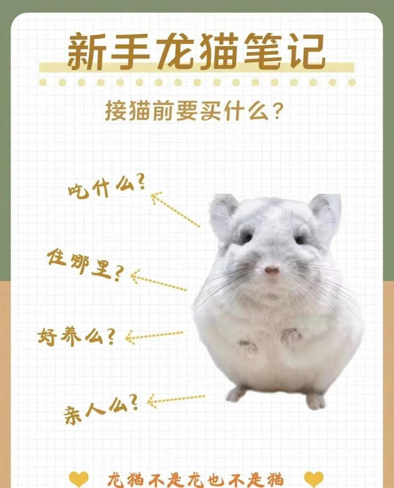共養(yǎng)貓和龍貓需要哪些家具？，《共養(yǎng)貓和龍貓所需家具摘要》