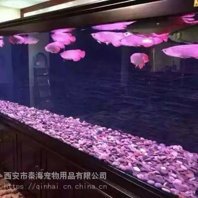 榆林魚缸定做，榆林地區(qū)魚缸定做 榆林魚缸定做，榆林地區(qū)魚缸定做 全國水族館企業(yè)名錄 第4張