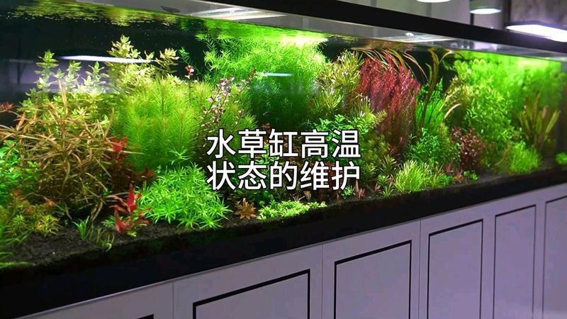 沈陽(yáng)魚缸維護(hù)，沈陽(yáng)魚缸專業(yè)維護(hù)全攻略