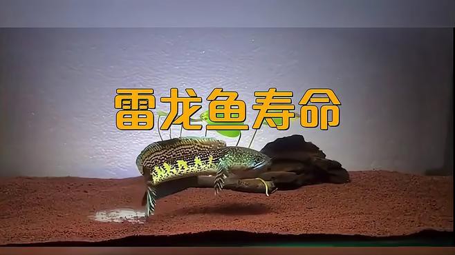 哪種雷龍魚壽命最長？，雷龍魚壽命一般多少年游鹿vlog巴卡雷龍魚壽命揭秘