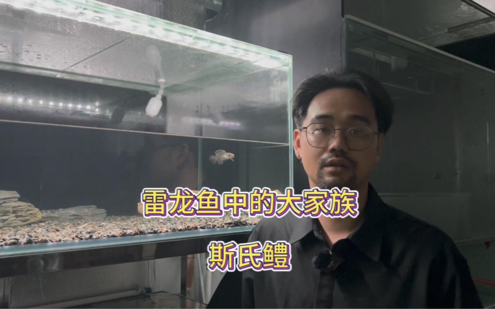如何區分不同品種的雷龍魚？，嗶哩嗶哩雷龍魚品種大全