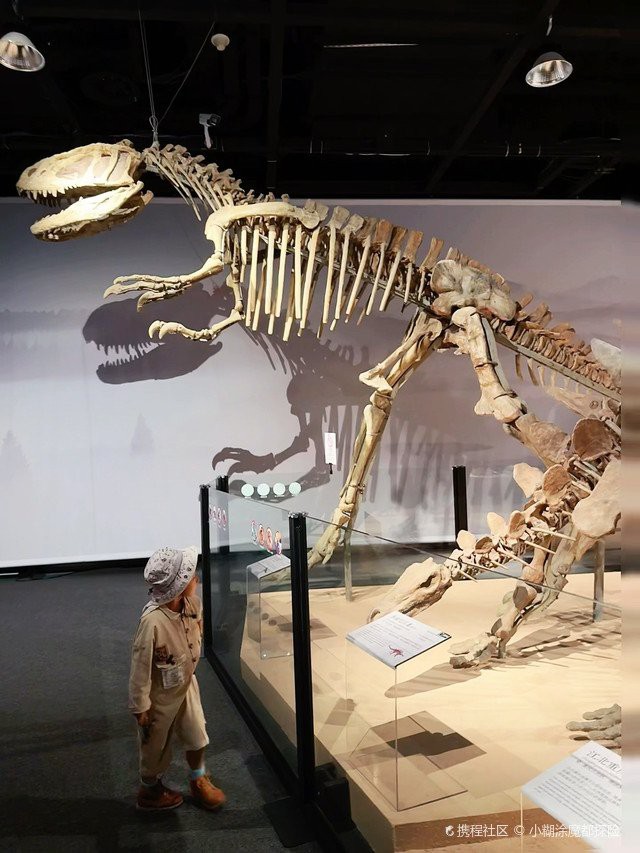 帝龍化石在哪里可以參觀？，去北京特展參觀帝龍化石需要預(yù)約嗎？