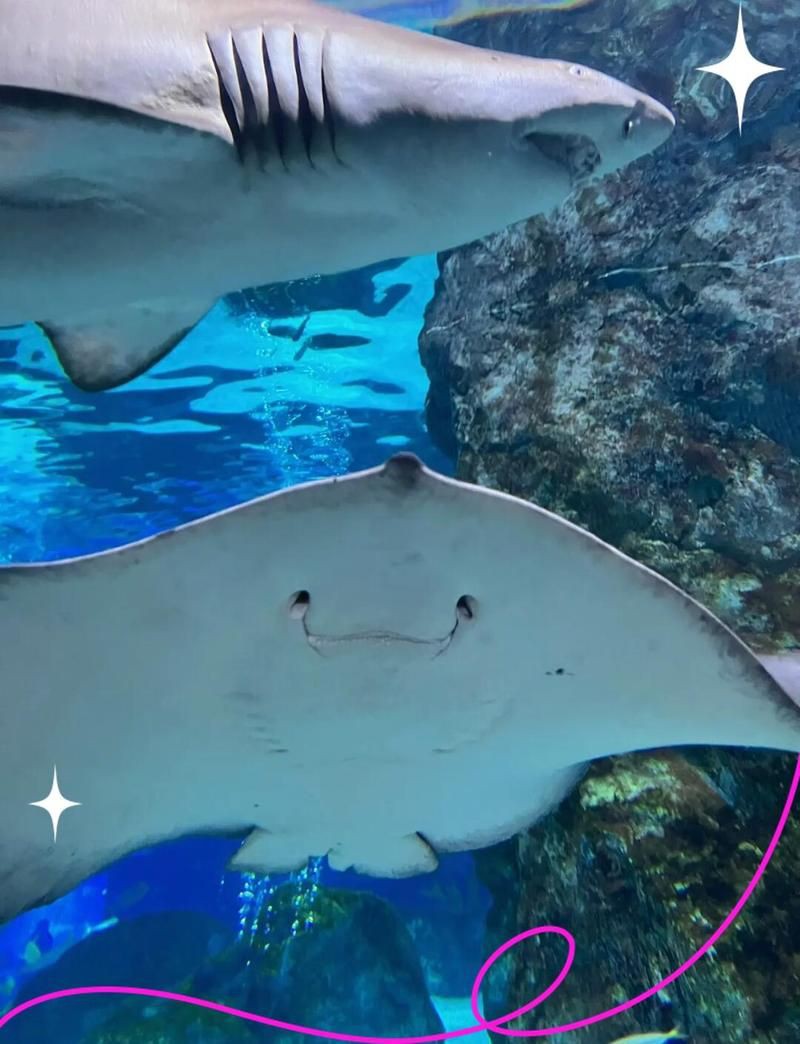 阿里水族店，開設阿里水族店綜合分析與經營方案