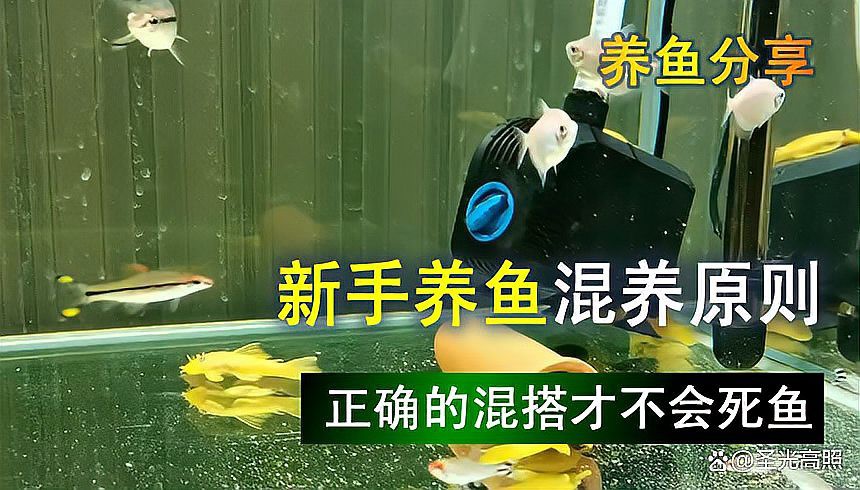 什么魚可以混養，什么魚可以混養，在水族養殖中