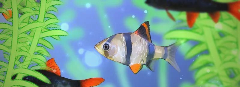 什么魚可以混養，什么魚可以混養，在水族養殖中