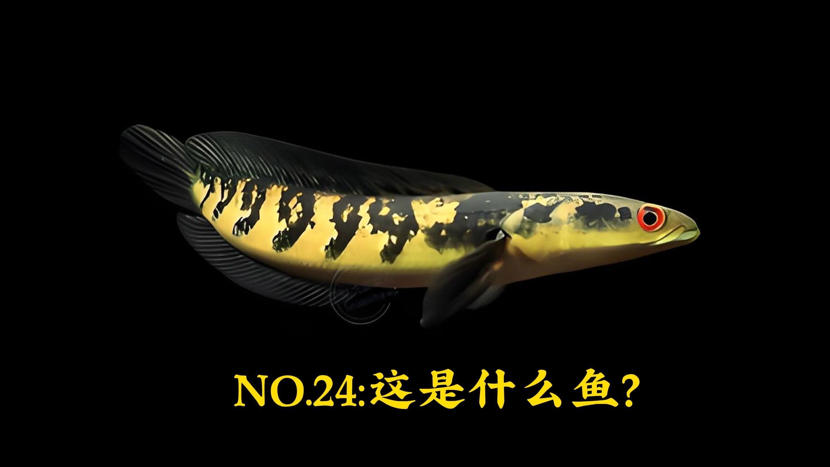 如何區(qū)分真假的高價(jià)雷龍魚？，雷龍魚的真?zhèn)舞b別方法