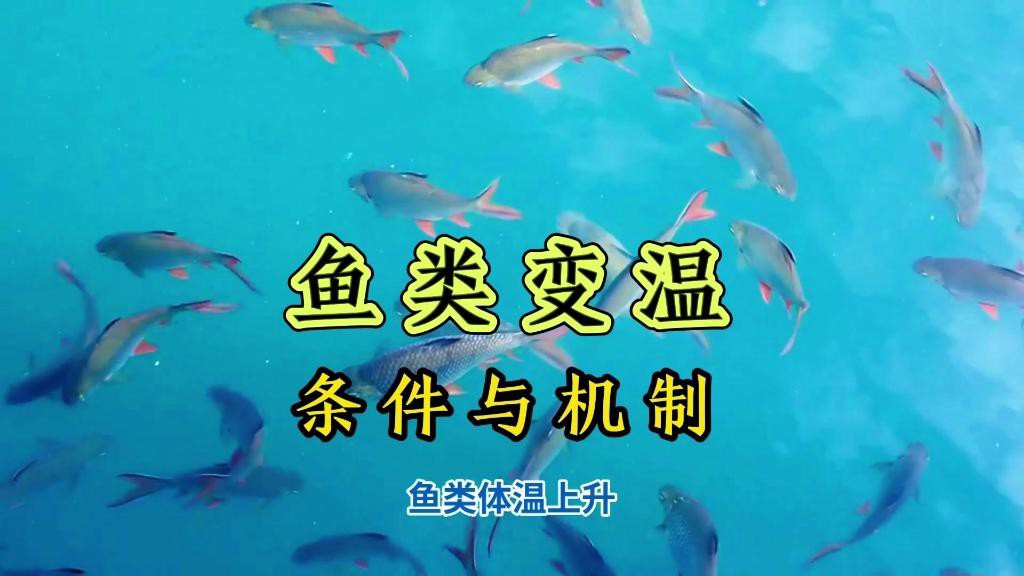 哪些因素會影響龍魚體溫？，影響龍魚體溫的因素