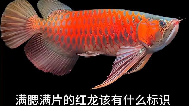 如何挑選辣椒紅龍魚的幼魚？，如何挑選紅龍魚幼魚