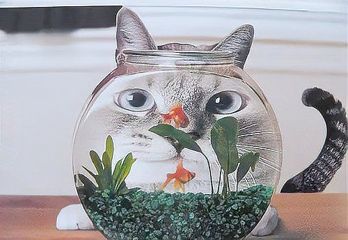 蕪湖魚缸定做，蕪湖一點水水族景觀工程