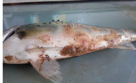 水霉病用高錳酸鉀管用嗎，水產(chǎn)衛(wèi)士，為什么會(huì)得水霉病，如何防治