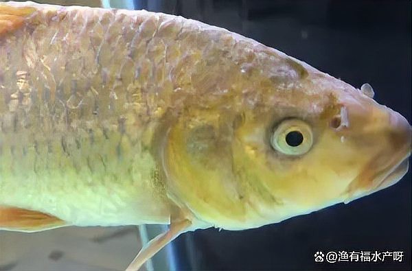水霉病用高錳酸鉀管用嗎，水產衛士，為什么會得水霉病，如何防治
