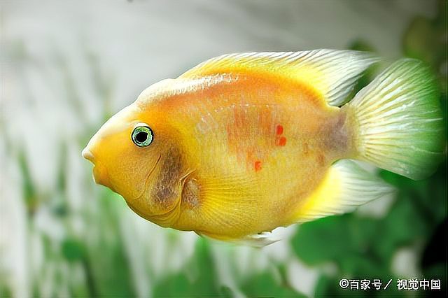 水霉病用高錳酸鉀管用嗎，水產衛士，為什么會得水霉病，如何防治