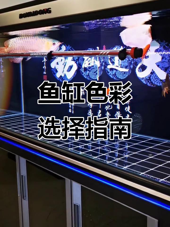哪種顏色的龍魚缸底最受歡迎？，《哪種顏色的龍魚缸底最受歡迎》古典金龍缸底選黑還是白 哪種顏色的龍魚缸底最受歡迎？，《哪種顏色的龍魚缸底最受歡迎》古典金龍缸底選黑還是白 龍魚論壇 第4張