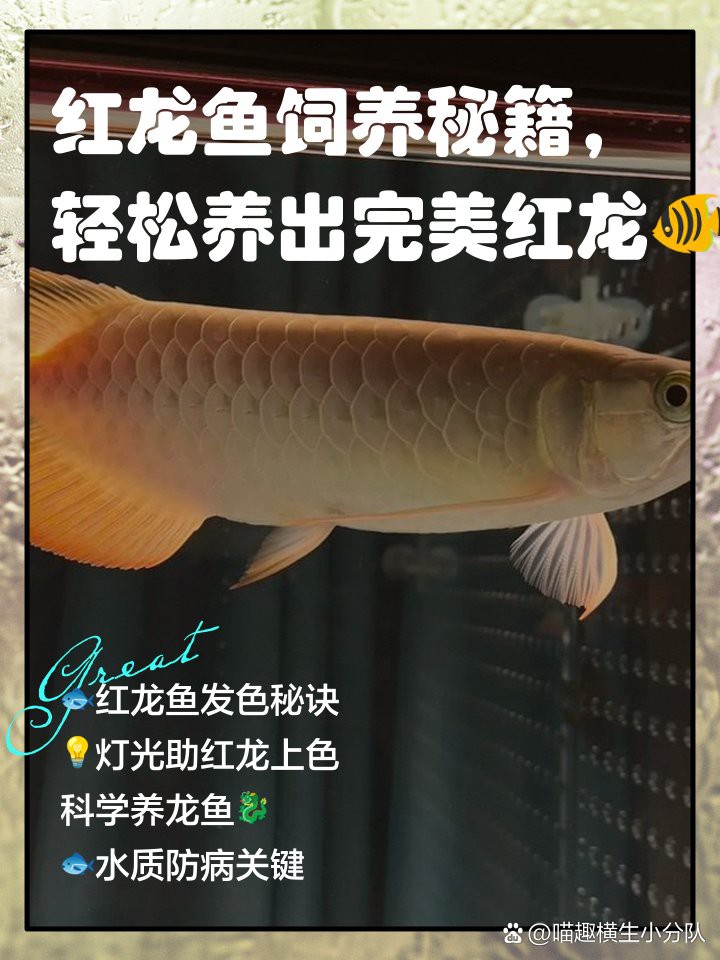 BTL紅龍魚的市場(chǎng)評(píng)價(jià)如何，btl紅龍魚價(jià)格表廣州龍魚祥龍魚祥龍魚祥龍魚場(chǎng)