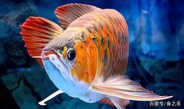 BTL紅龍魚的市場(chǎng)評(píng)價(jià)如何，btl紅龍魚價(jià)格表廣州龍魚祥龍魚祥龍魚祥龍魚場(chǎng) BTL紅龍魚的市場(chǎng)評(píng)價(jià)如何，btl紅龍魚價(jià)格表廣州龍魚祥龍魚祥龍魚祥龍魚場(chǎng) 龍魚百科 第15張